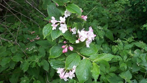 IMG-20180517-WA0001.jpg