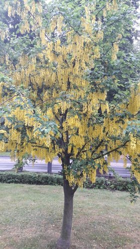 IMG-20180518-WA0001.jpg