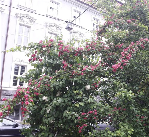 IMG-20180518-WA0004.jpg