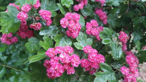 IMG-20180518-WA0002.jpg