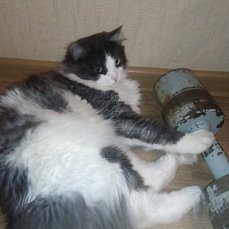 кот.jpg