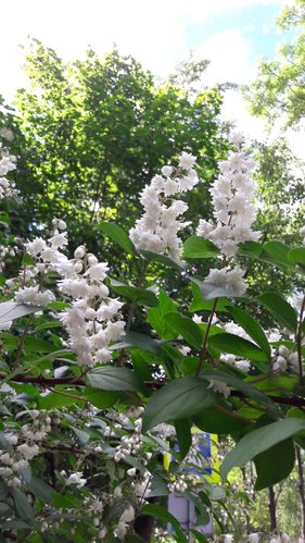 IMG-20180606-WA0001.jpg