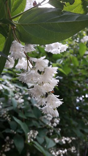 IMG-20180606-WA0000.jpg