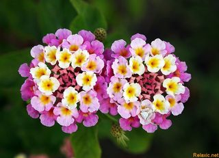 lantana.jpg