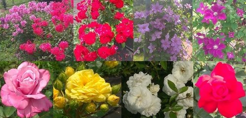 IMG_20180714_130502.jpg