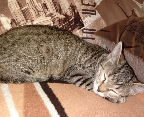моя котявочка