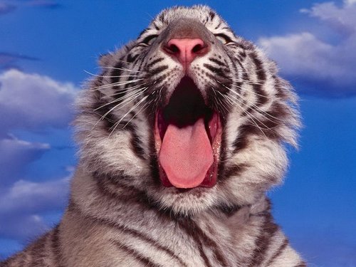 080_wtigers_medium_greatcats.ru.jpg