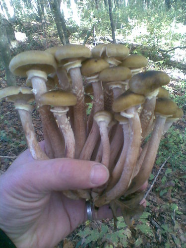 Фото038.jpg (294.36 КБ) 79 просмотров Фото038.jpg