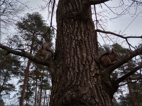 QIP Shot - Screen 218_новый размер.jpg