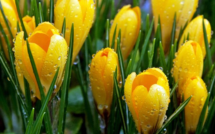 spring-flowers-03_cathwalker-hillygroundphotography_ncnd_display.jpg