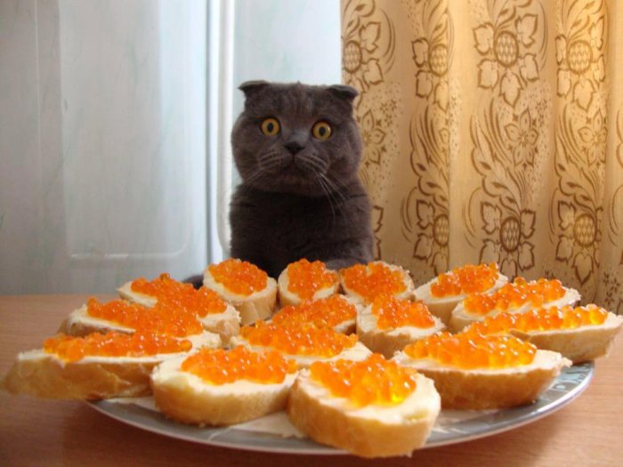 котэ-песочница-367300.jpeg