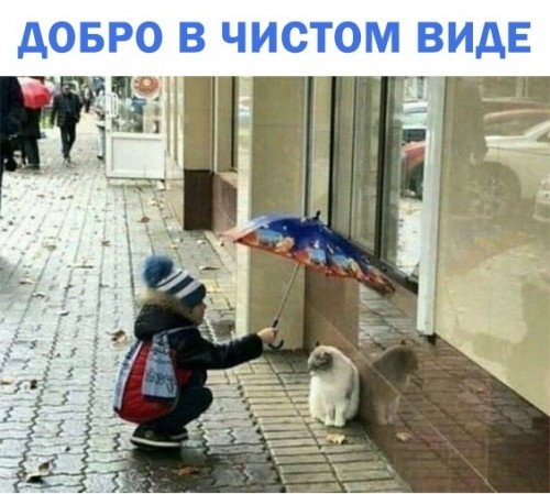 зобака.jpg (78.24 КБ) 134 просмотра зобака.jpg