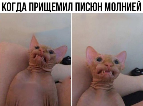SiCwFCS6FOk.jpg
