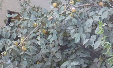 hurma1.png
