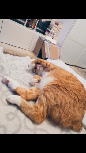 Screenshot_20190226-121106_Gallery.jpg