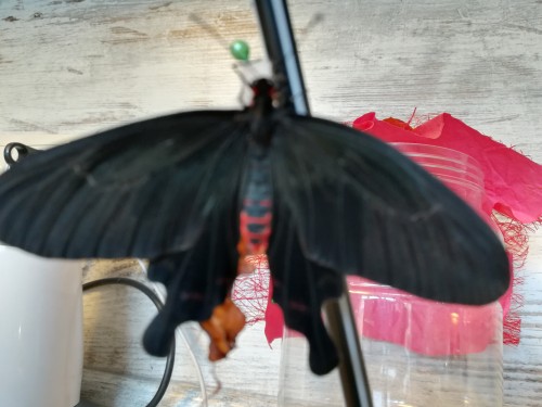 IMG_20190303_134646.jpg