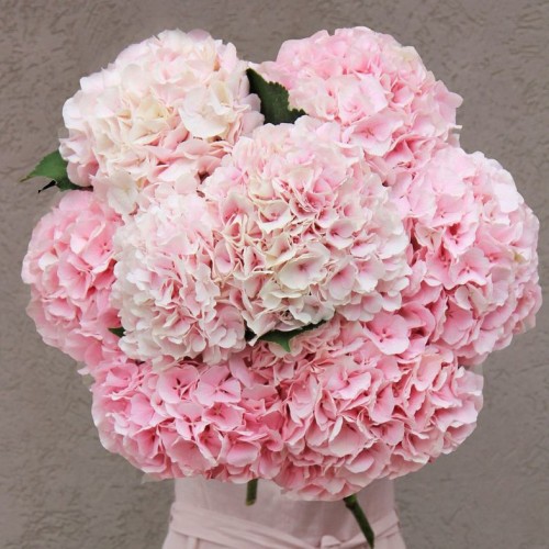 flowers64.jpg