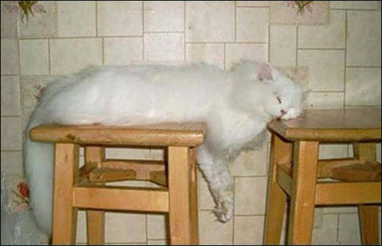 1303397322_cat-nap-14.jpg