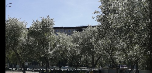Яблони цветут во всю!)