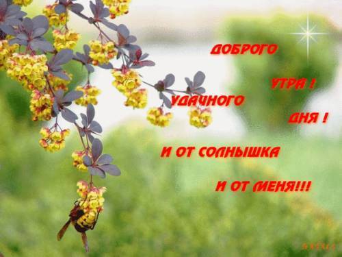 privet.jpg