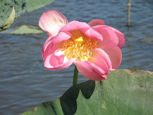IMG_7344.JPG