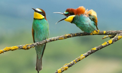 семейные разногласия.jpg (716.25 КБ) 129 просмотров семейные разногласия