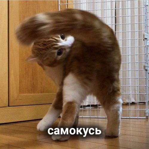 K1cfPjTMUFI.jpg