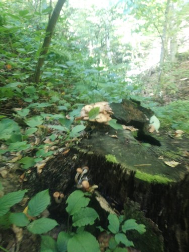 IMG-20190923-WA0002.jpg