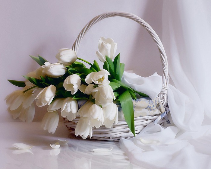 tulp.jpg