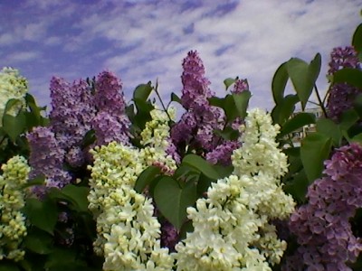 SP_A6078.jpg