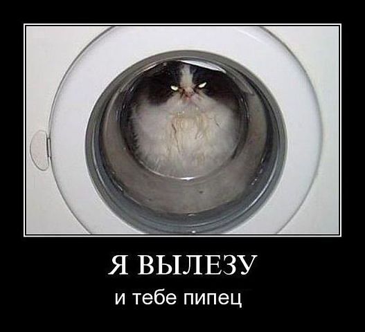 кот.jpg