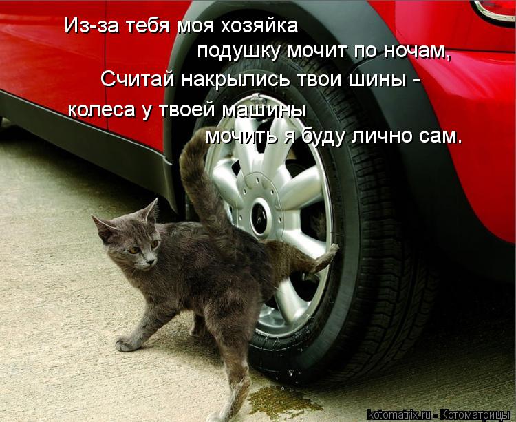 kotomatritsa_CM.jpg