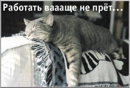 04_cat.jpg