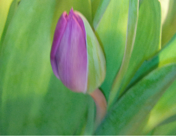 baby tulip.png