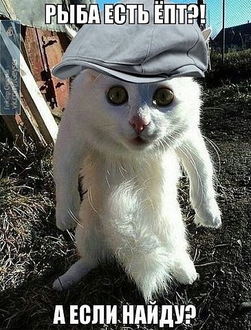 kot.jpg