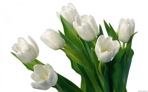 1276529770_white-tulips-1920-1200-5195.jpg