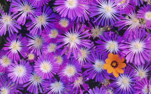 flowers_05.03.2010_019.jpg