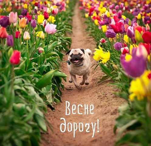 Мои любимые мопсы!!!!