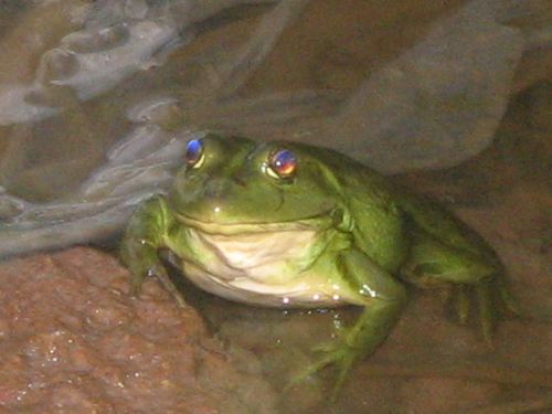 Море_2010 048.jpg