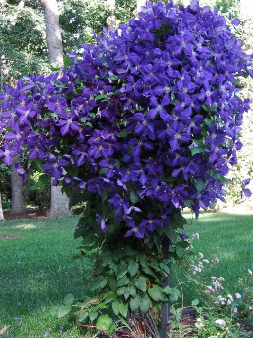 Clematis-Jackmanii2-520x693.jpg