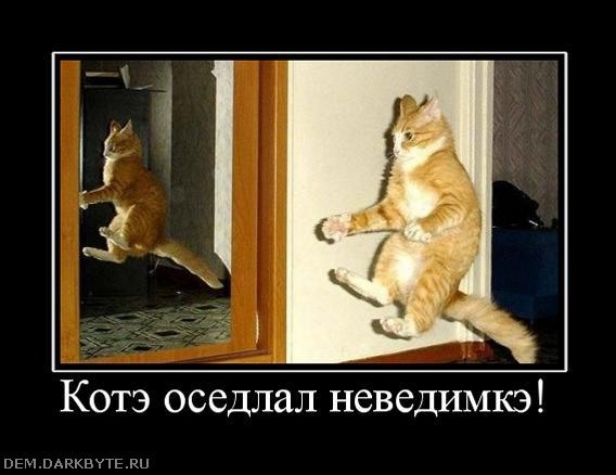 котэ.jpeg