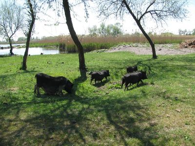 IMG_0197.jpg