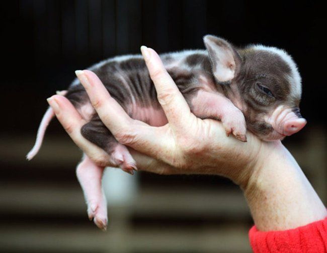 zhivhum-mini-pigi6.jpg