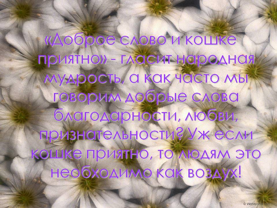 0006-006-Dobroe-slovo-i-koshke-prijatno-glasit-narodnaja-mudrost-a-kak.jpg