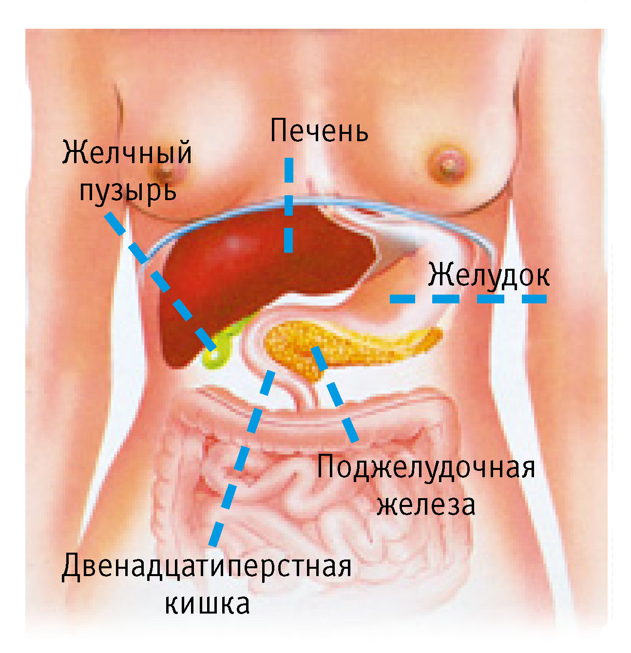 поджелудочная железа_1.jpg