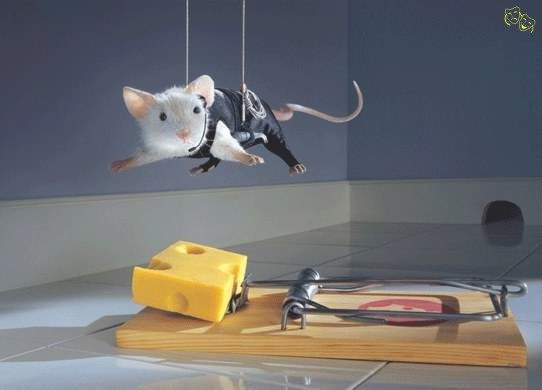 MOUSE.jpg