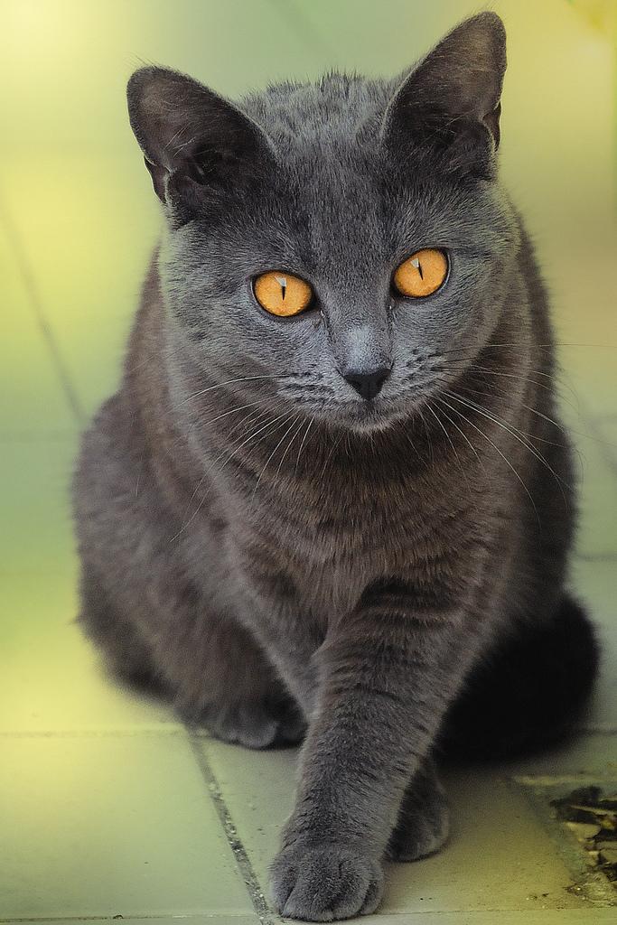 chartreux12.jpg