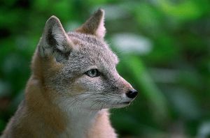 Корсак. Ваще изумительная.