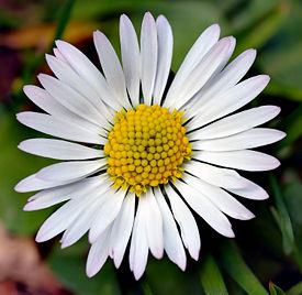 275px-Bellis_perennis_white_(aka).jpg