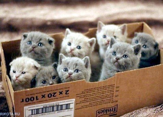 котикотики.jpg
